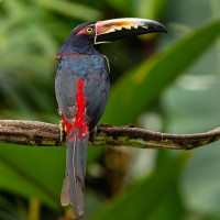 Collared Aracari